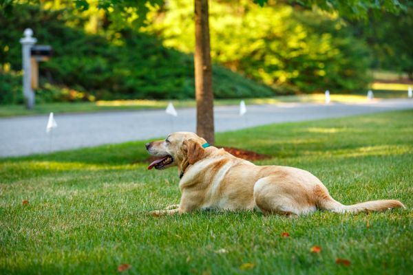 Yellow Labrador retriever staying in yard with electronic fence flags around the property