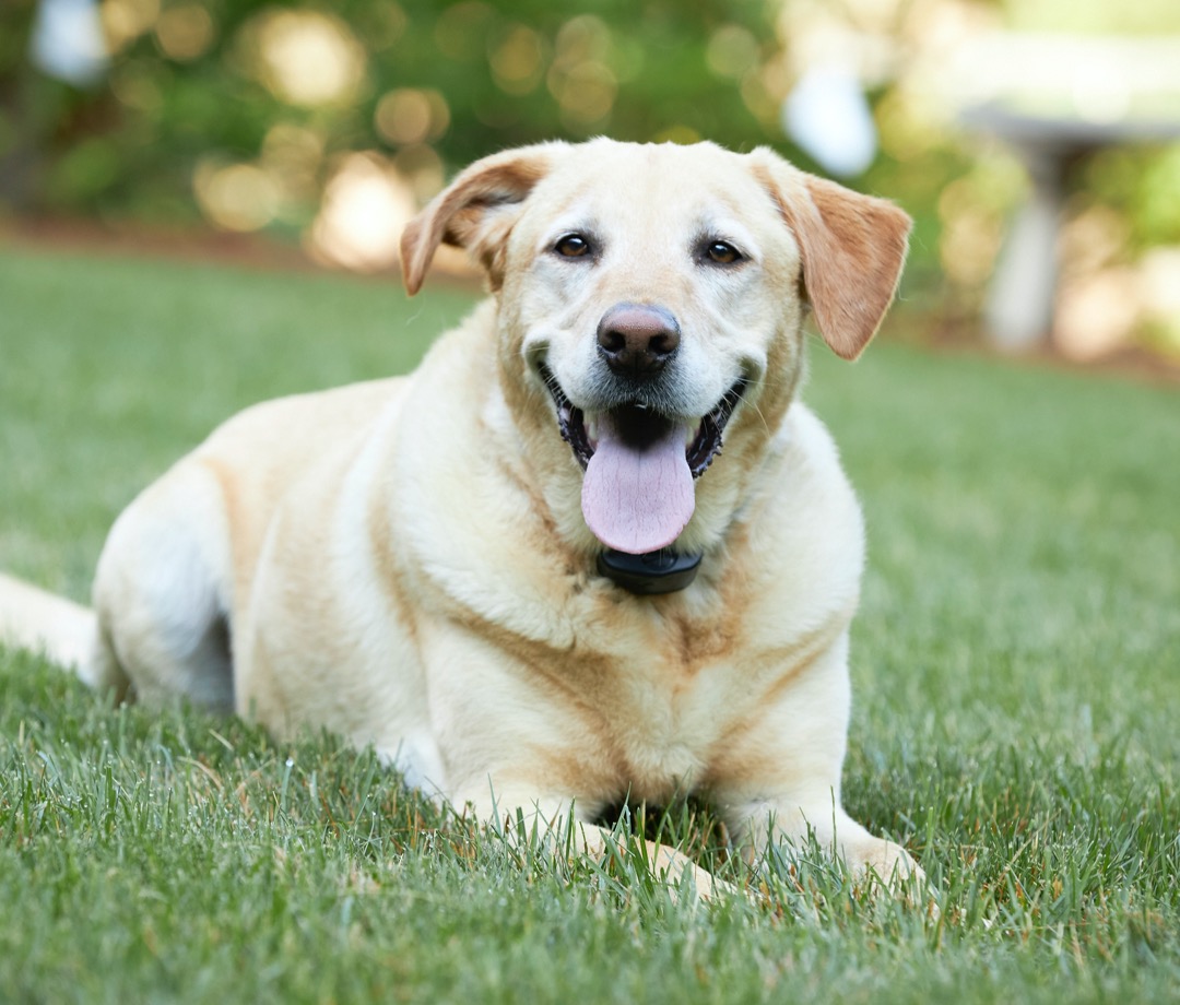 Ron Chouinard DogWatch by Delta Fence Picture