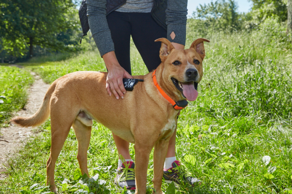 BigLeash electronic dog training collar