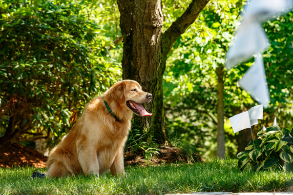 Golden Retriever standing next to a row of DogWatch flags