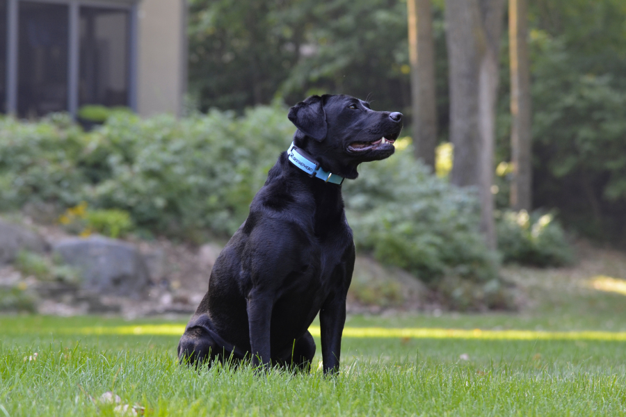 Black Labrador Retriever with SkyShepherd collar
