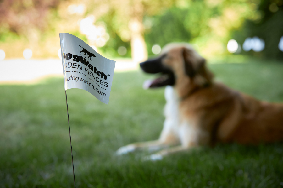 DogWatch flag with dog in background