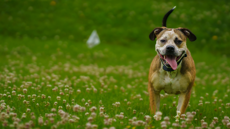 Pit Bull wearing DogWatch collar with white flag in the background