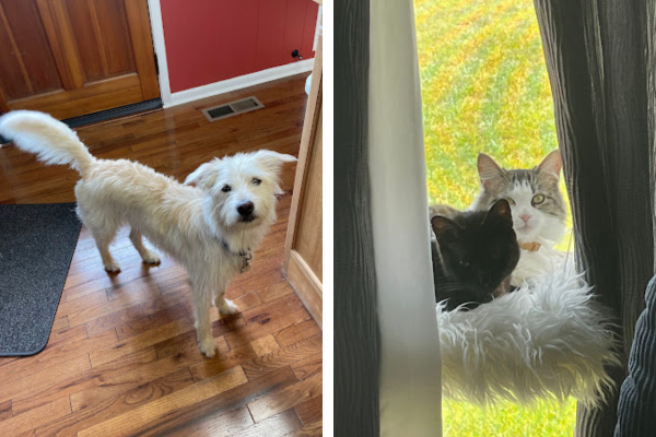Gus and the Kitties