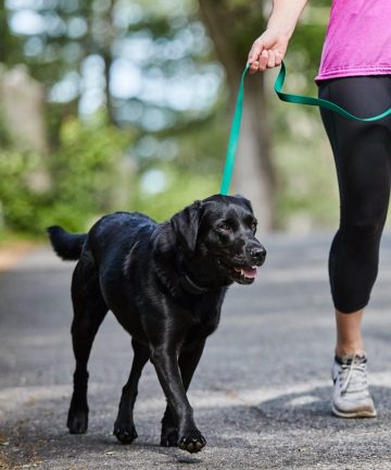 Dog Training Products