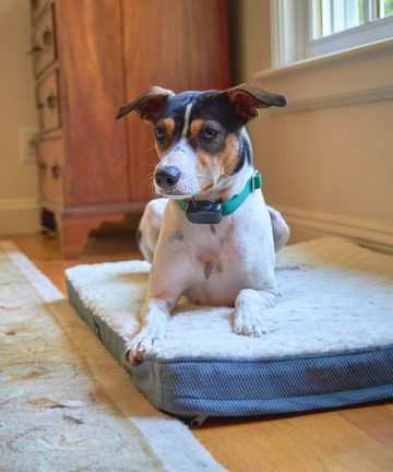 Indoor Pet Boundaries