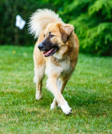 Fido's fences batteries online