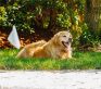 A dog sitting in the grass