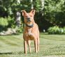 A dog standing in the grass