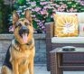 A German shepherd sitting by a bench