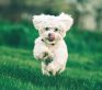 A small white dog running.