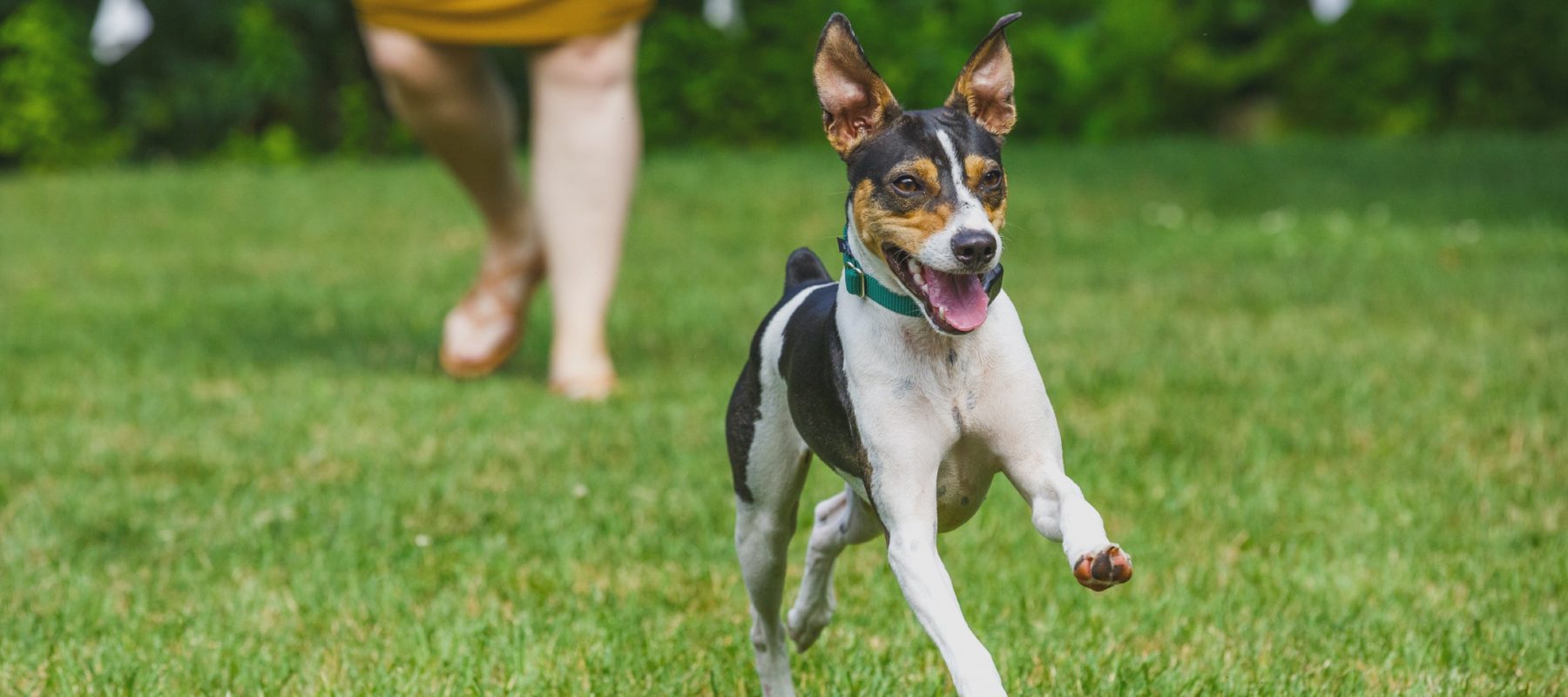 Which Electric Dog Fence is Best? - Hidden Fence