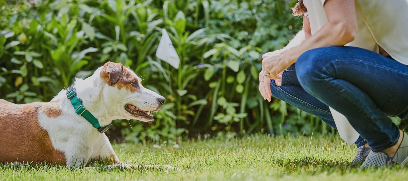 1200Fence Outdoor Hidden Dog Fences DogWatch®