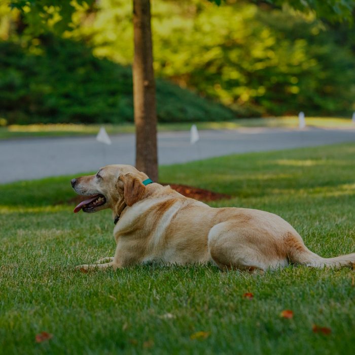 How Invisible Fence Brand Dog Fences Work - The Invisible Fence