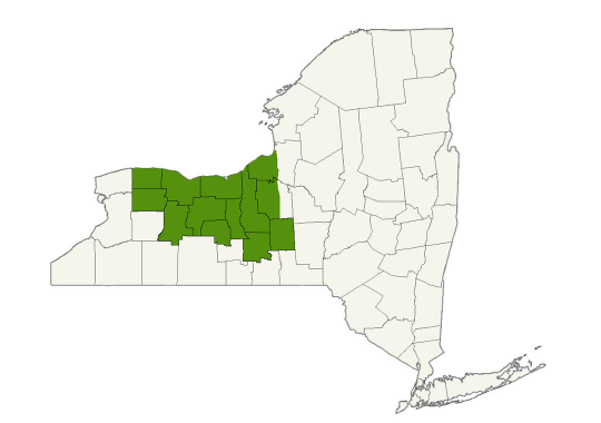 DogWatch by Billone Fence service area map