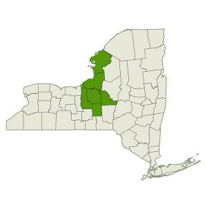 DogWatch of Central New York service area map