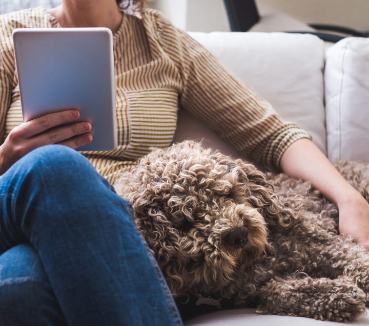 BarkCollar Customer Story Image