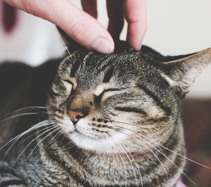 Cat Fences Customer Story Image